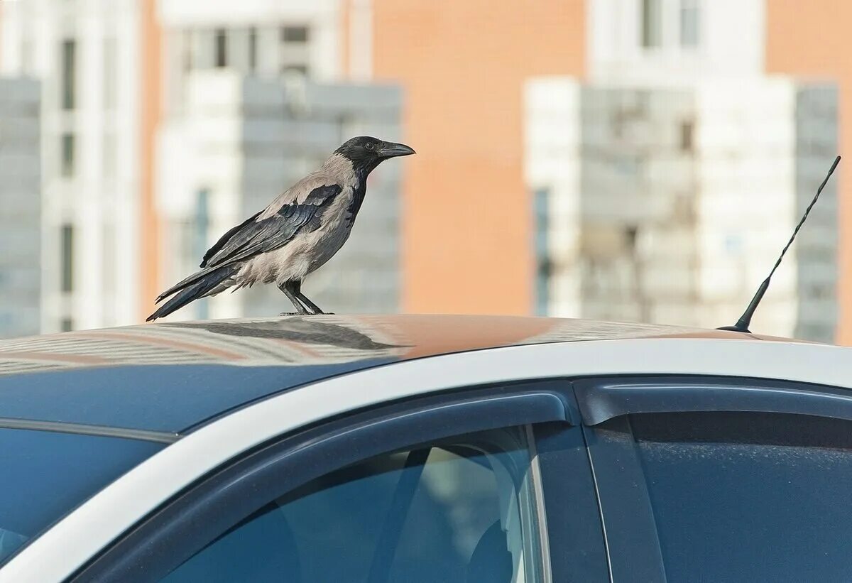 Машина bird. Птица на крыше автомобиля. Машина птица. Ворона на машине. Ворона и автомобиль.