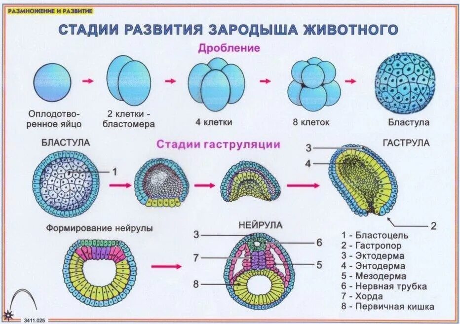 Зигота таблица