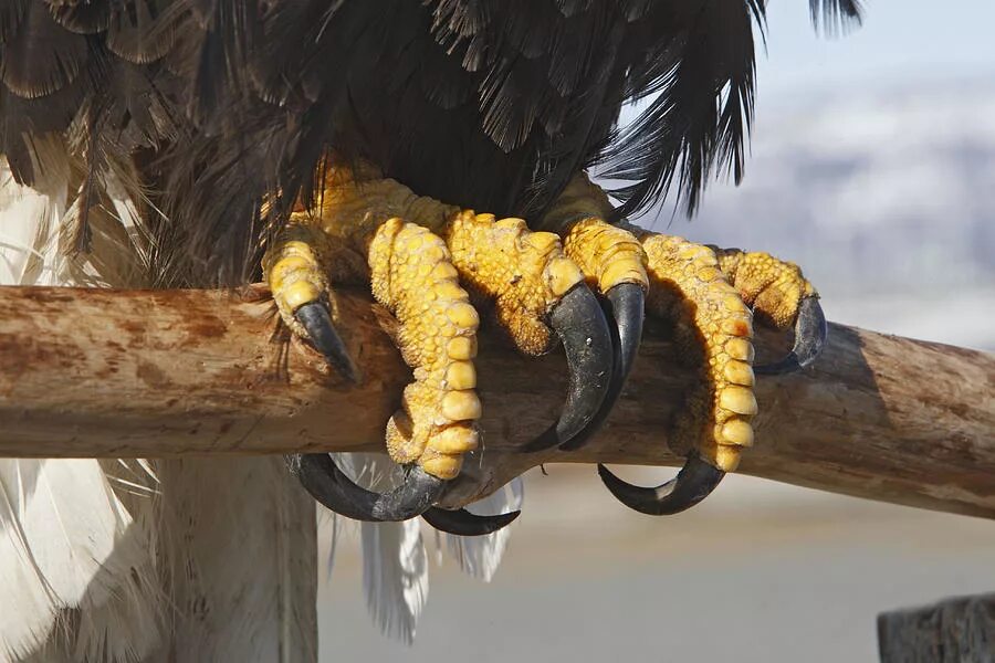 TOP 10 - BIRDS MOST LIKELY TO KILL YOU - YouTube