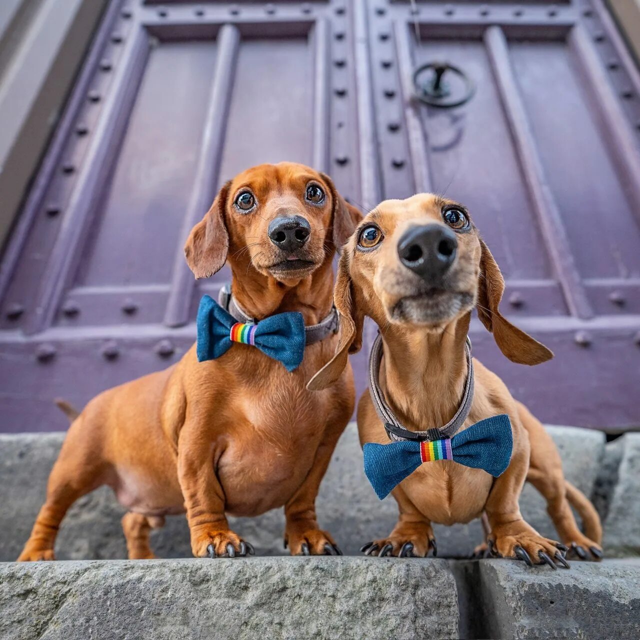 разные собаки. прикольные морды собак. бостон терьер. корги пемброк. джек рассел.