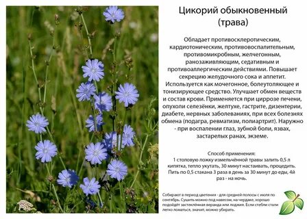 Можно ли пить цикорий при подагре