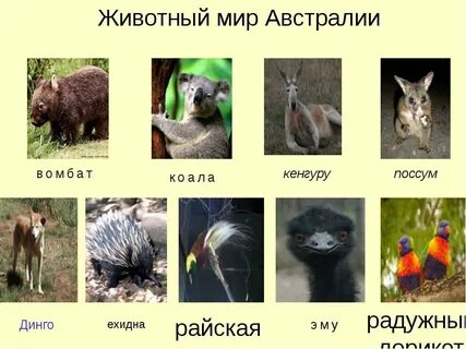 Животные австралии 4 класс