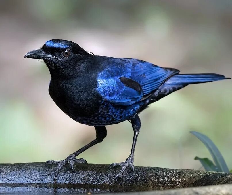 черно синяя птичка. синяя птичка. стеллерова голубая сойка. черно синяя птичка. синий кардинал.
