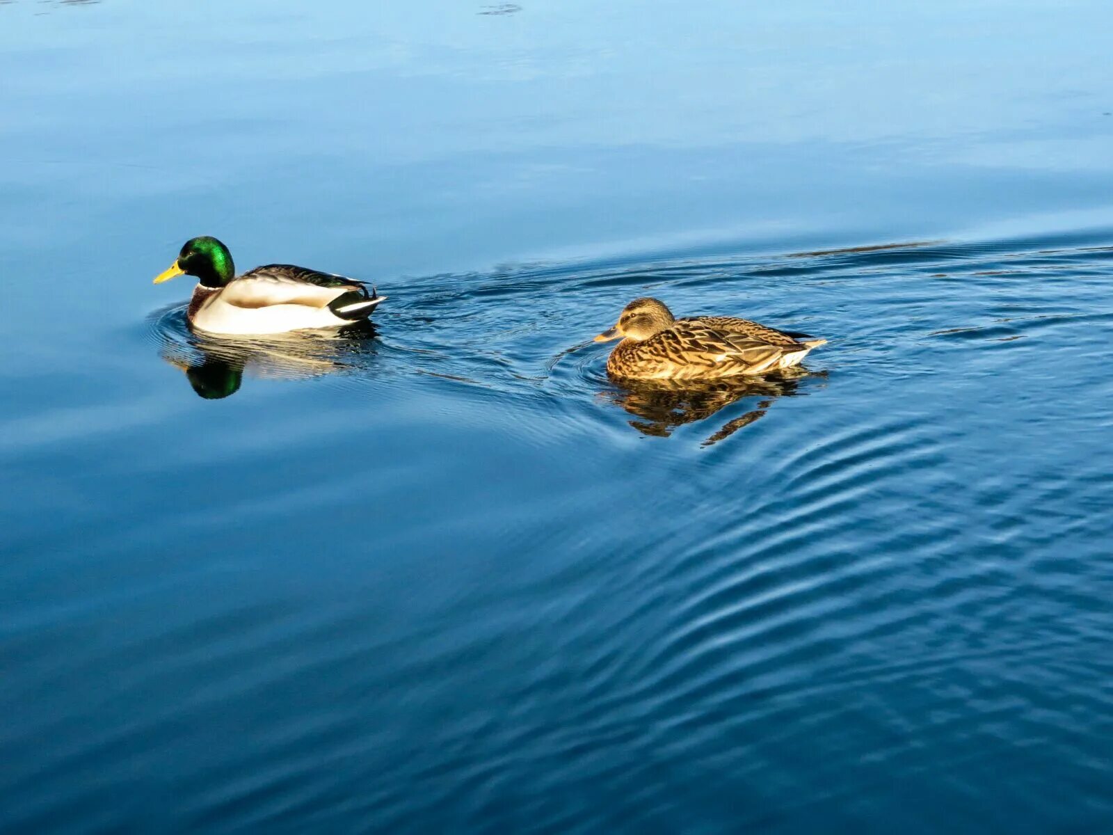 Duck source. Утки плавают. Утки на воде. Утка плывет по воде. Уточка в воде.