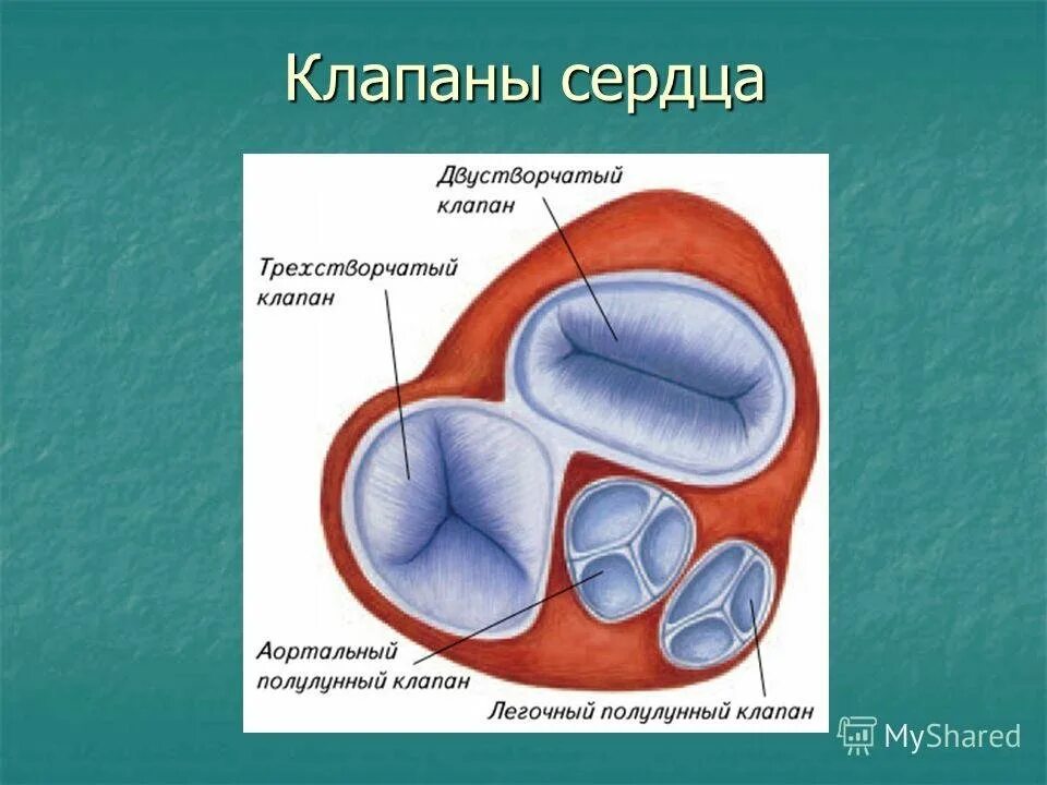 Какую функцию выполняет полулунный клапан. Строение створчатых клапанов сердца. Полулунный клапан анатомия сердца-. Строение и расположение клапанов сердца. Полулунный клапан строение.