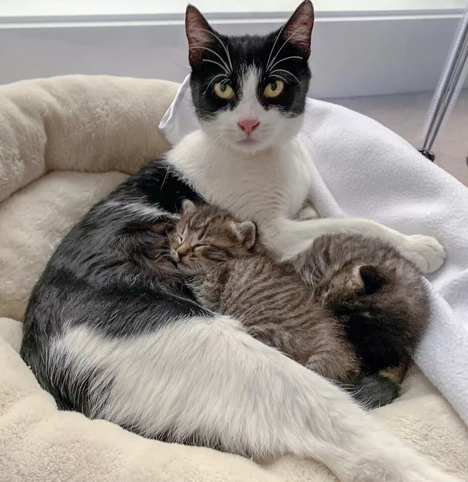 Мамины коты