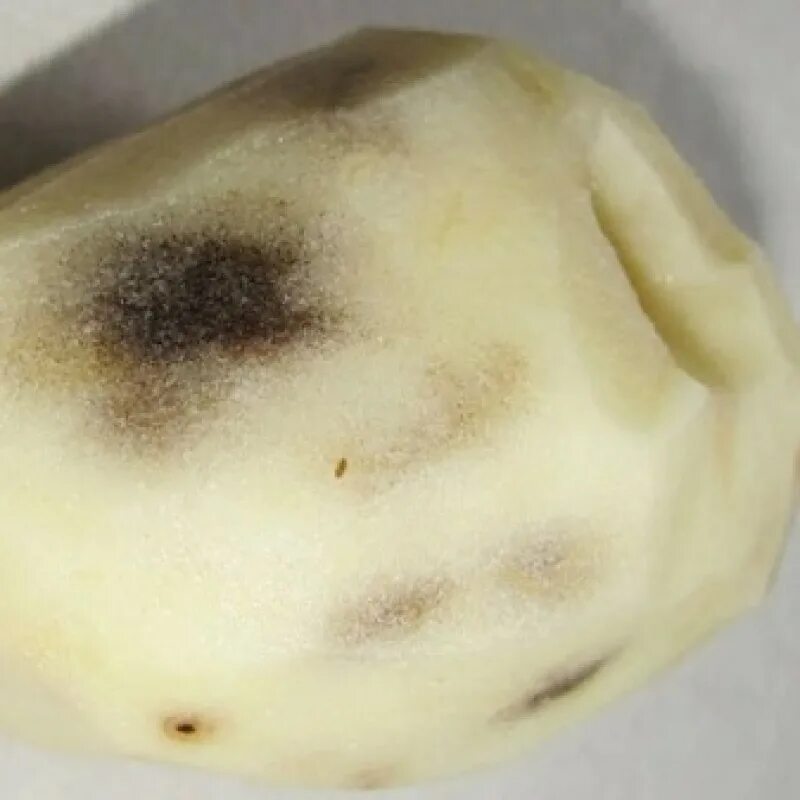 Болезни картофеля внутри клубня. Картошка внутри. Картошка внутри черная. Почему картофель черный. Почернение клубней картофеля.