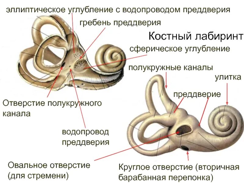 Каково значение вестибулярного аппарата. Полукружные каналы анатомия внутреннее ухо. Строение уха полукружные каналы. Костный Лабиринт внутреннего уха (улитка). Костный Лабиринт внутреннего уха преддверие.