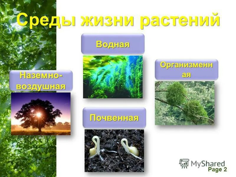 Какие бывают среды 5 класс. Среды жизни. Среды жизни растений. Среды жизни организмов. Четыре среды жизни растений.