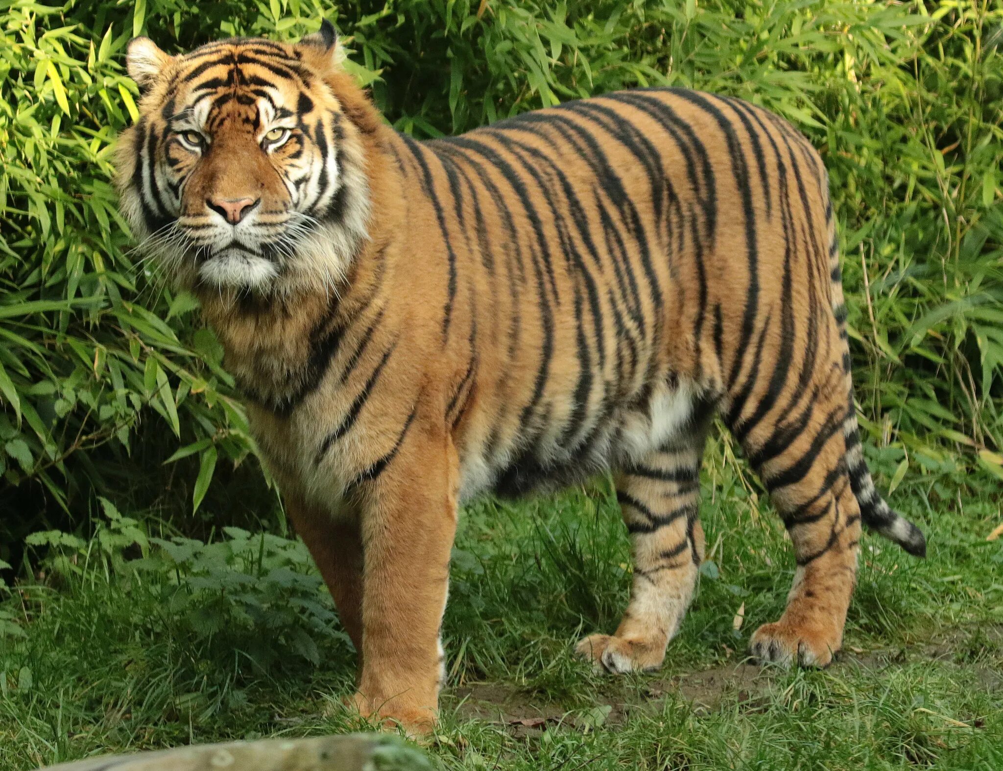 Тигр (panthera tigris). Тигр вид с боку. Тайгер тигр. Panthera tigris bengalensis. V tiger.