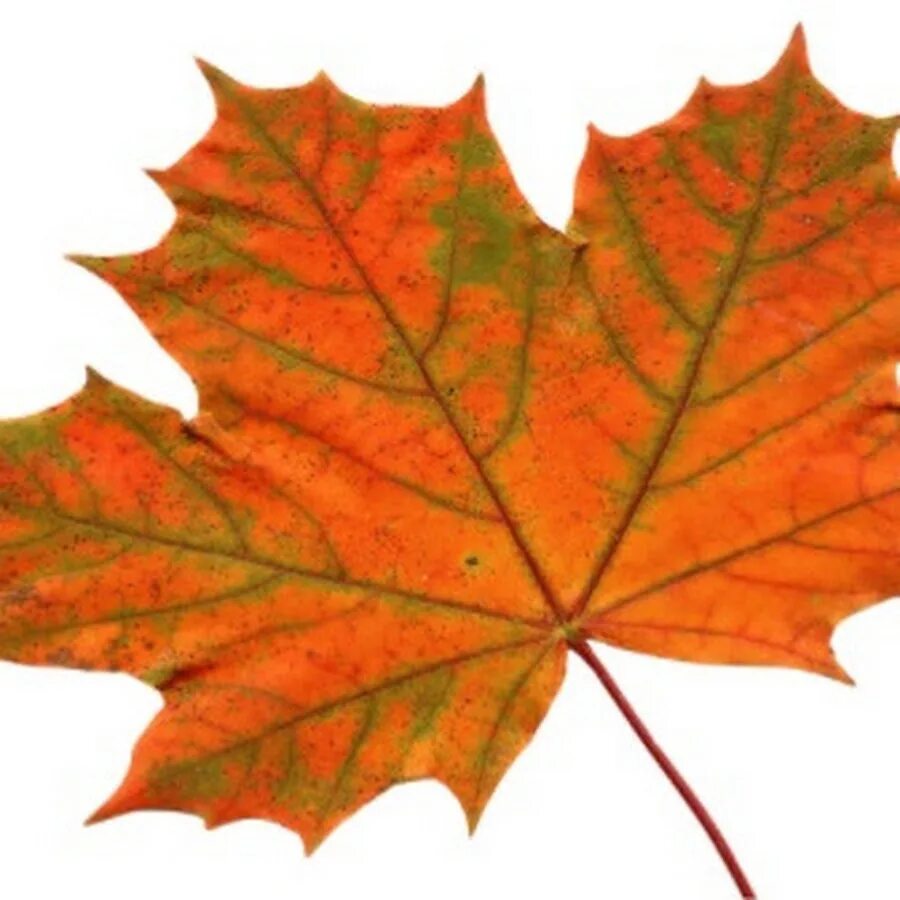 Лист канадского клена. Кленовый лист. Кленовый лист зеленый. Кленовый лист Канада. Лист клена фото.