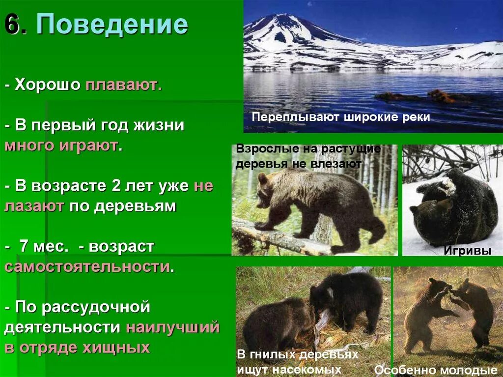 Класс медведя биология. Медведь описание животного. Класс медведя биология. Белый медведь самый крупный хищник его длина достигает. Систематика бурого медведя.