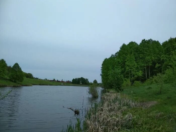Рыбалка у дяди вани воронеж. Пруд у дяди вани. Пруд у дяди вани. Пруд у дяди вани. Пруд трещевка воронежская.