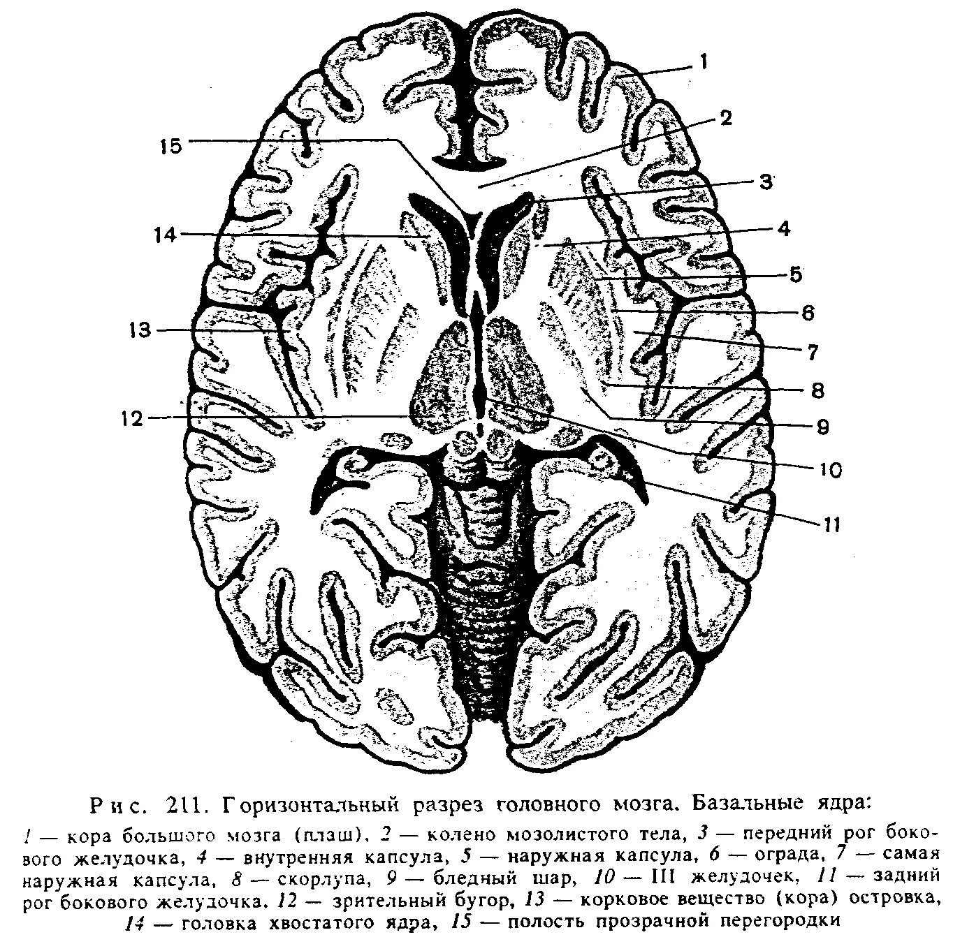 Хвостатое ядро мозга. Горизонтальный разрез головного мозга базальные ядра. Головка хвостатого ядра головного мозга. Хвостатое ядро головного мозга анатомия. Схема базальных ядер головного мозга.