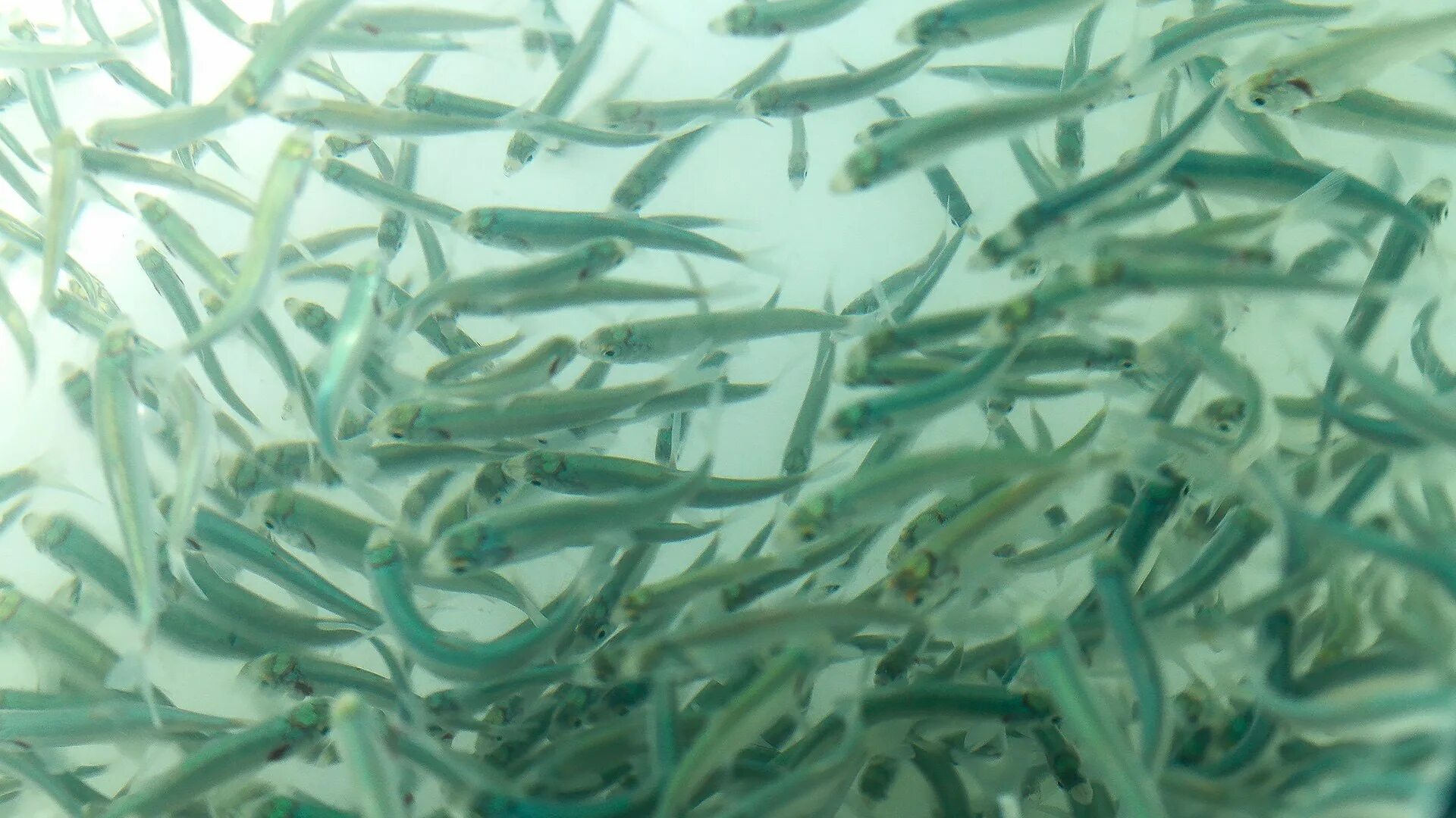 Водоросли мальки рыб окунь. Мальки байкальского омуля. личинки байкальского омуля. популяции байкальского омуля. биоресурсы озера байкал.