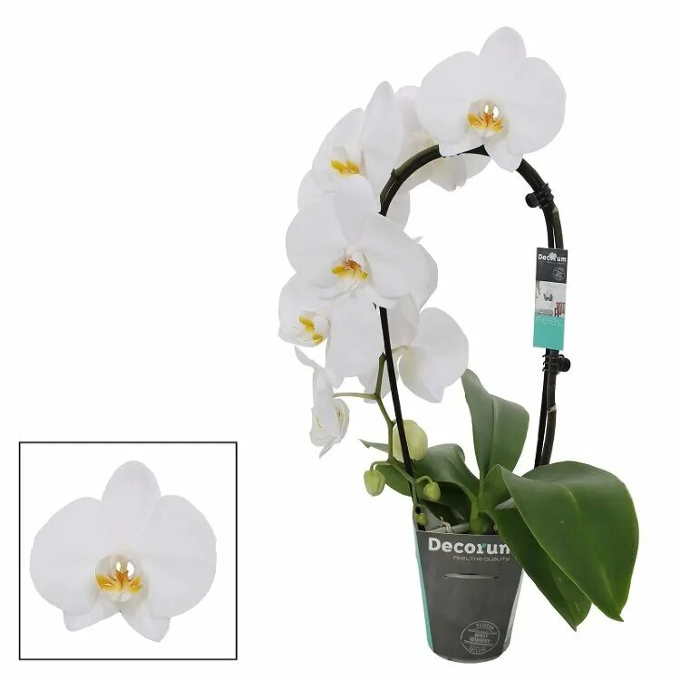 How to Care for Orchids So They Live & Grow Them Correctly So They Bloom: Learn