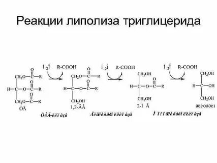Тканевые липазы