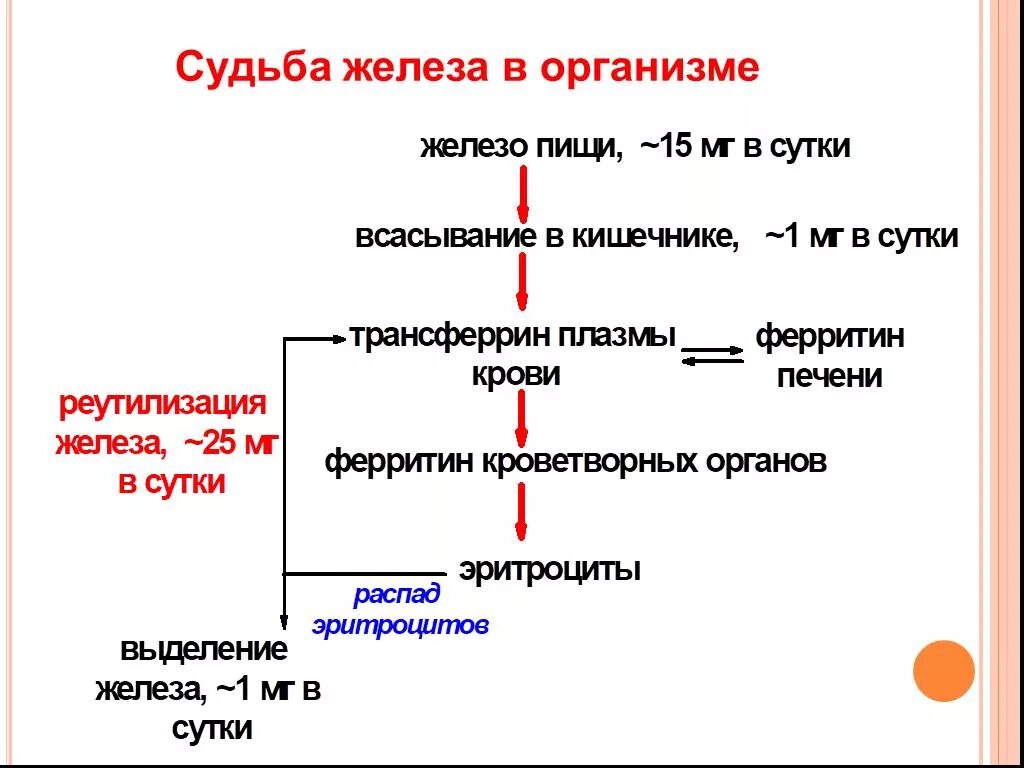 Переваривание растительных белков. Транспорт железа в организме. Обмен железа в организме. Распределение железа в организме. Всасывание железа в организме.