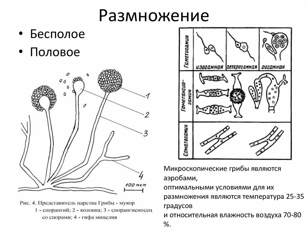 Размножение мицелиальных микроскопических грибов. Размножение гриба мукора. Размножение гриба мукора схема. Строение грибницы и органов размножения микроскопических грибов.