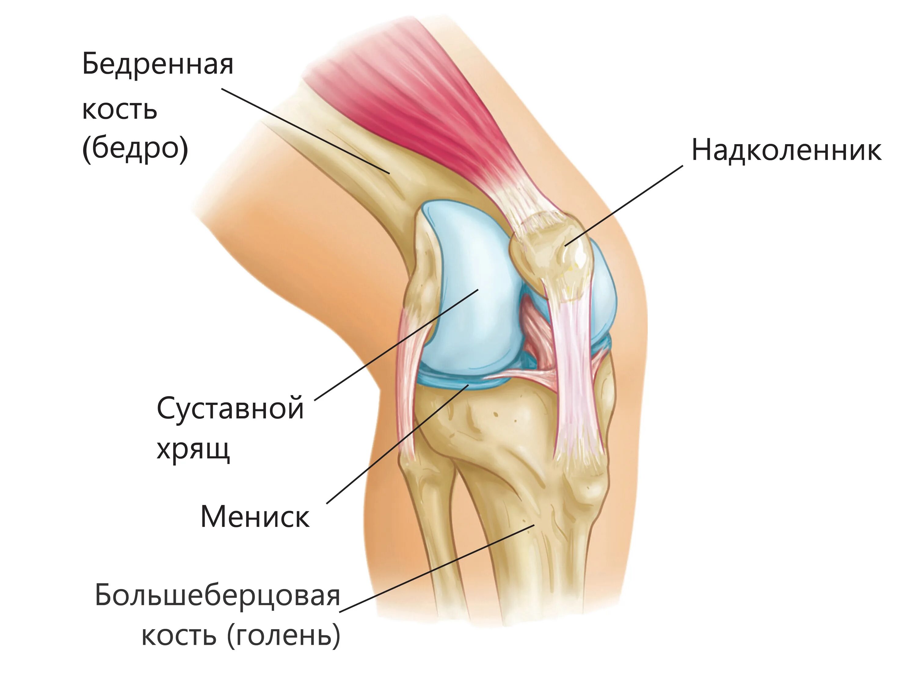 Больно разгибать. Мениск коленного сустава анатомия. Коленный сустав строение мениск. Надколенник коленного сустава анатомия. Мениск колена строение.