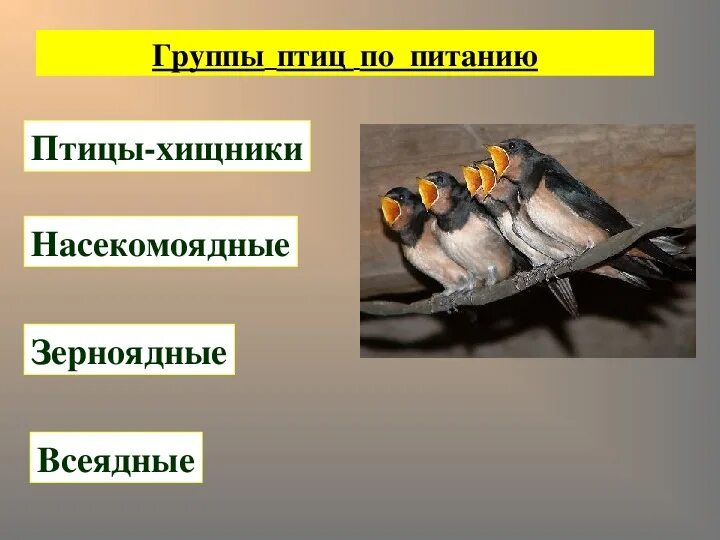 Питание птиц. Презентация питание птиц. Насекомоядные и зерноядные птицы. Способы питания птиц. Особенности питания птиц