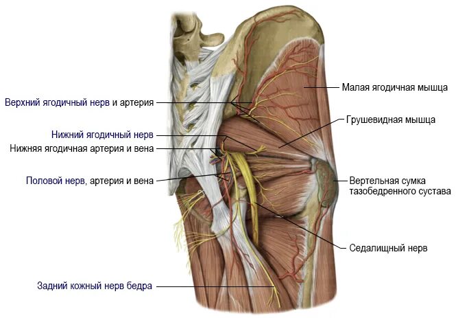 Половой нерв у мужчин симптомы. Грушевидная мышца. Грушевидная мышца и седалищный нерв анатомия. Нерв грушевидной мышцы. Грушевидные мышцы расположение.