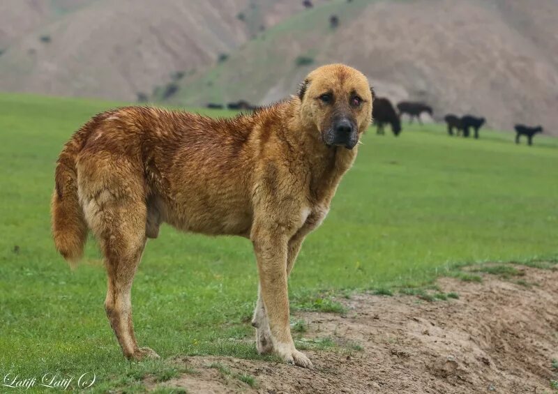 Таджик собаки