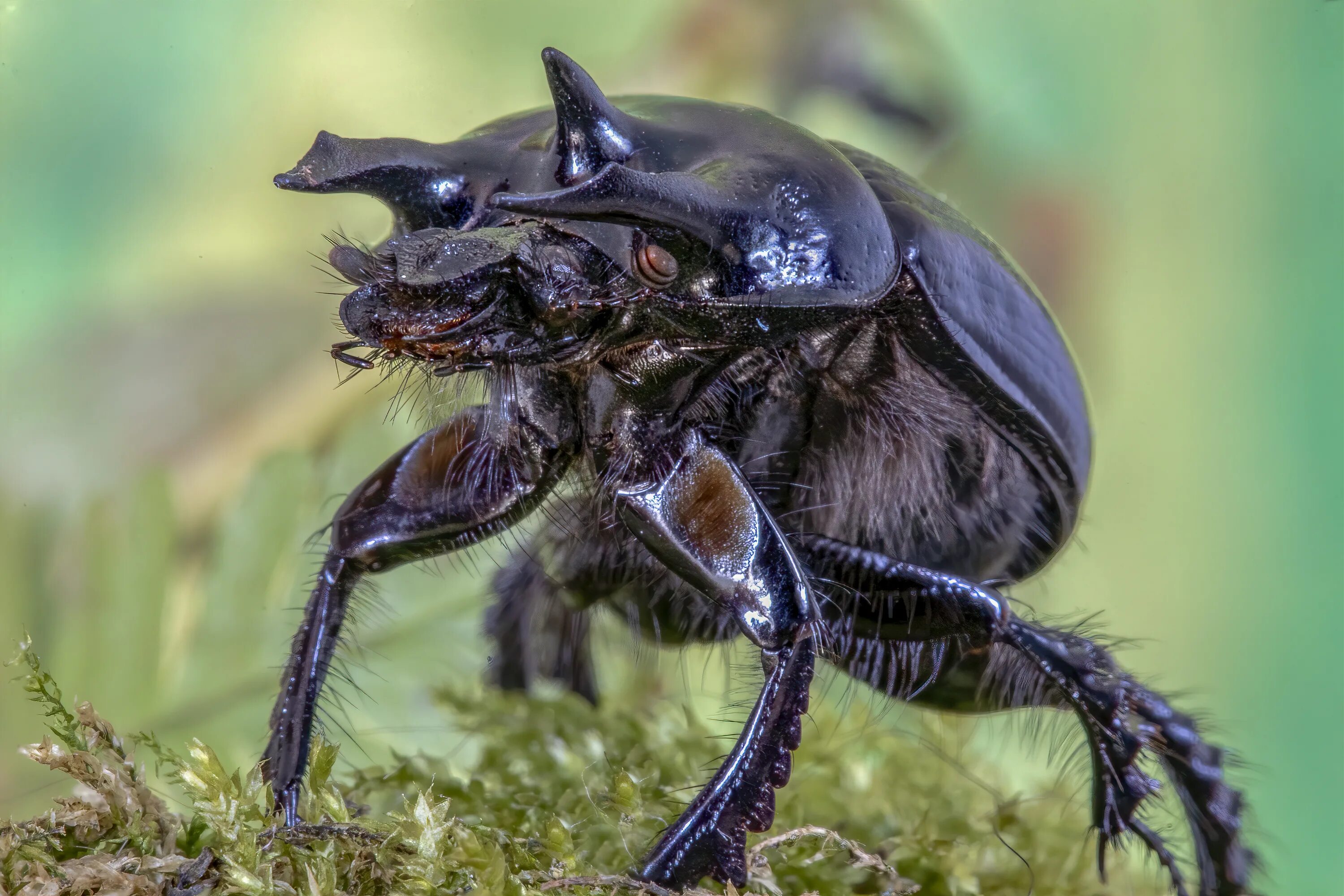 У жука 6 лапок. Жук. Minotaur Beetle. Конечности жука. Ножки жука.