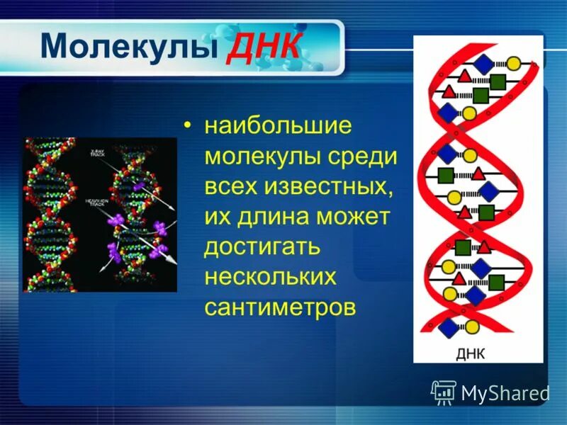 Строение биополимеров структура. Молекула днк биополимер. Молекула днк представляет собой. Строение биополимеров структура. Молекула днк биополимер.