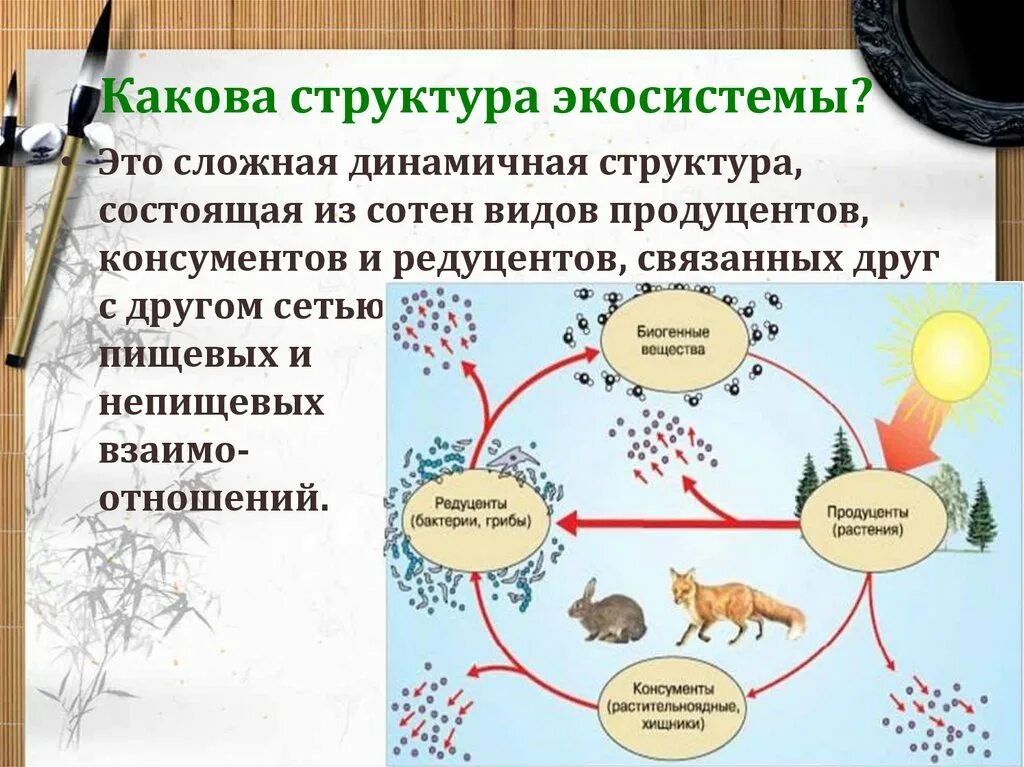 Организация экосистем презентация 9 класс. Структура экосистемы. Структуры компонентов экосистемы. Экосистема структура экосистемы. Структура экосистемы схема.