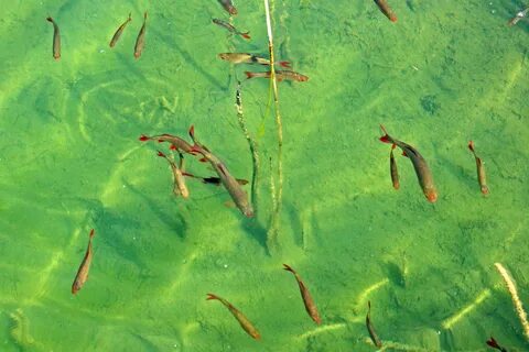 Золотые рыбки водоросли