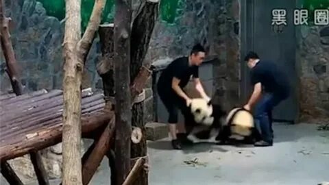 Жестокость видео
