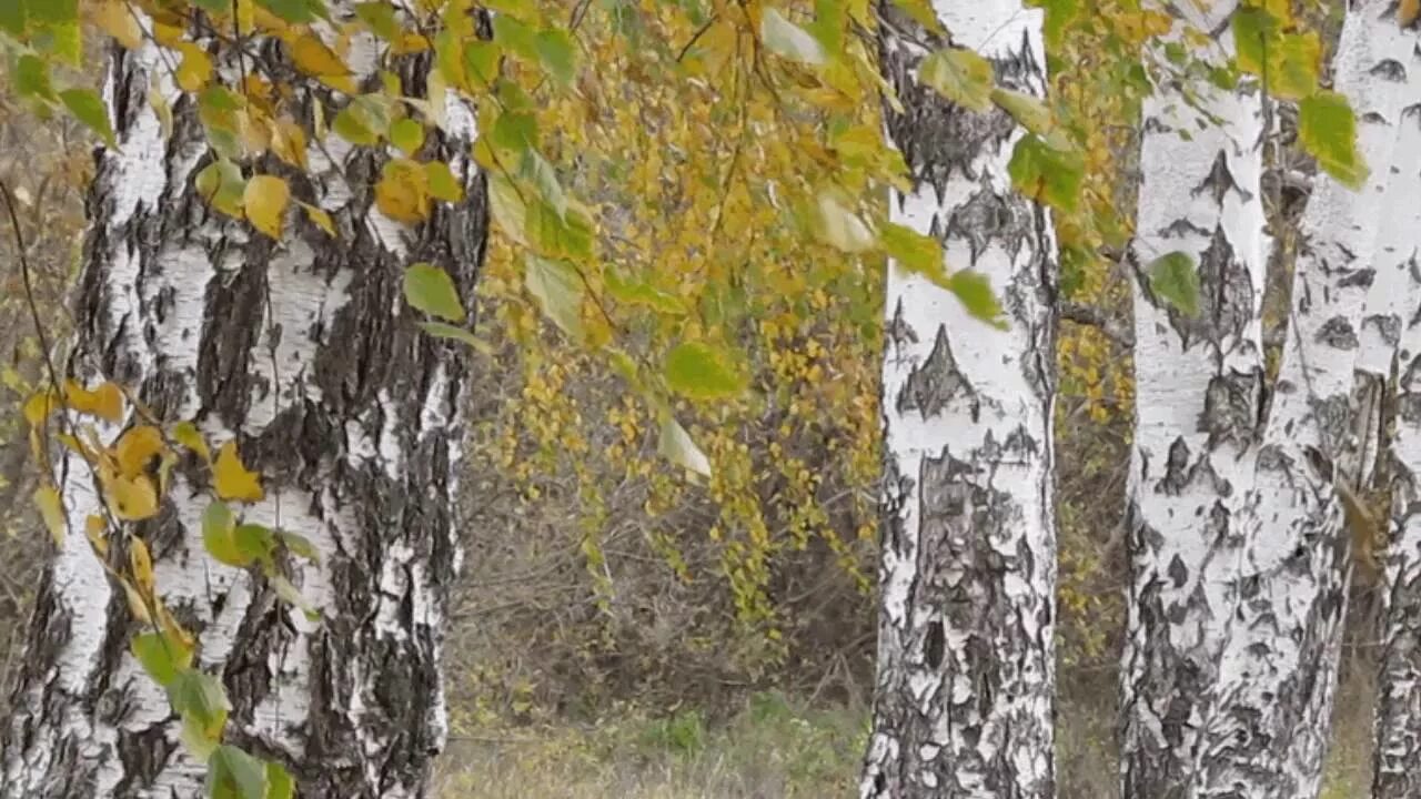 Закрыли березку. Тополь Тополь я береза. Россия Русь Березки тополя. Русские березы. Ствол березы.