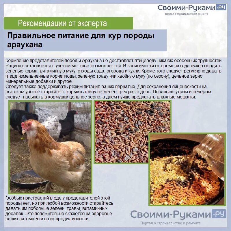 Сколько раз кормить кур. Курица породы Араукана яйценоскость. Кормление курей несушек. Корм курей несушек в домашних. Корм курам несушкам для яйценоскости.