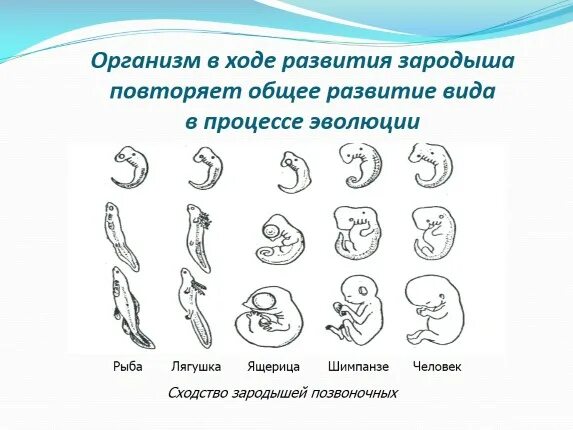 Где и как развивается плод млекопитающих. Сходство зародышей человека и позвоночных животных. Сходства стадий развития зародышей. Стадии развития эмбриона сравнение. Сходство стадии зародышевого развития позвоночных.