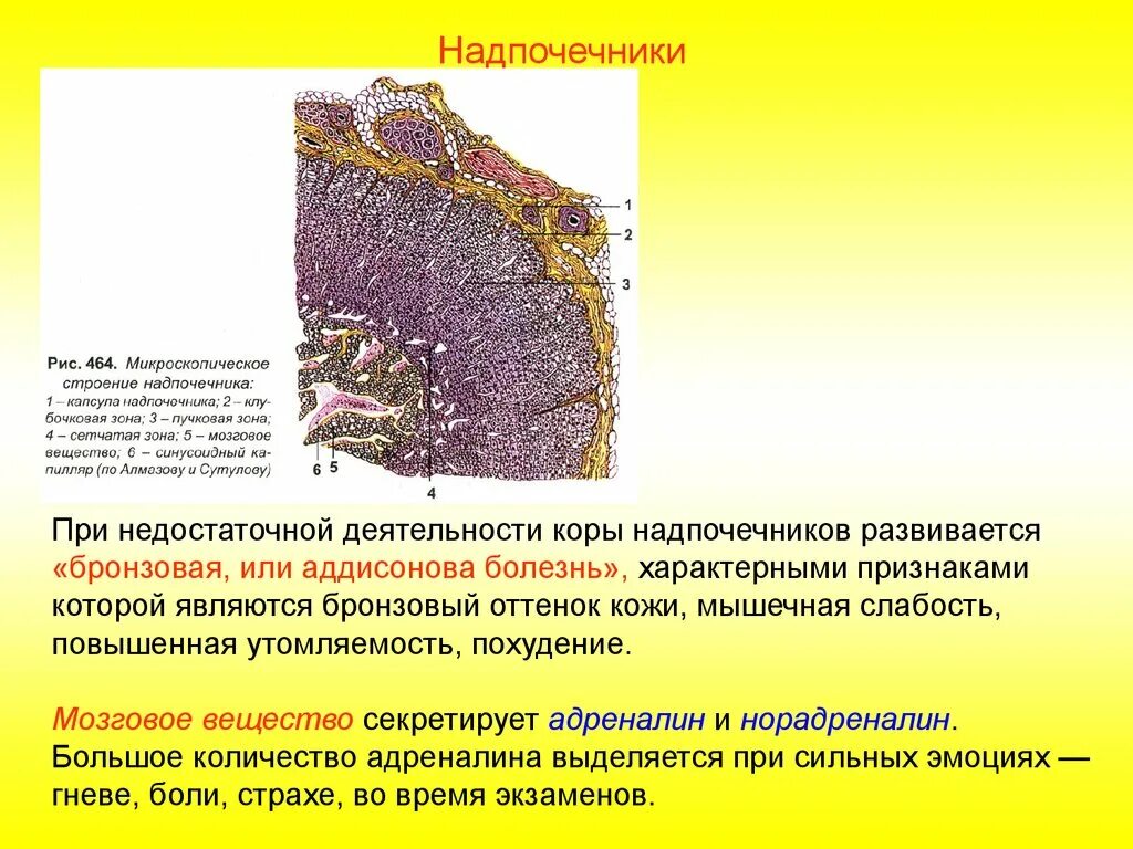 Сетчатая коры надпочечников. Строение коры надпочечников гистология. Сетчатый слой коры надпочечников. Строение клубочковой зоны надпочечников. Строение надпочечников гистология.