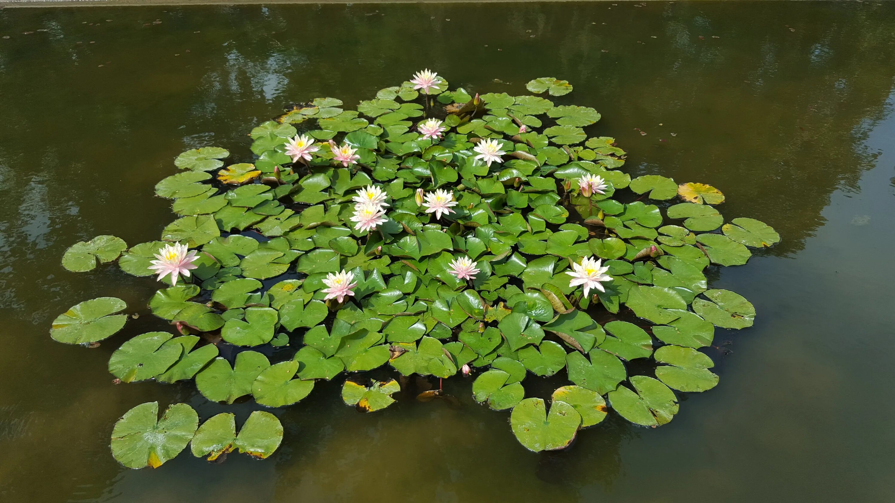 Водные растения у воды. Кувшинка Речная. Водокрас, Лотос водные растения. Кувшинка мелкоцветковая. Кувшинки нимфеи Сокольники.