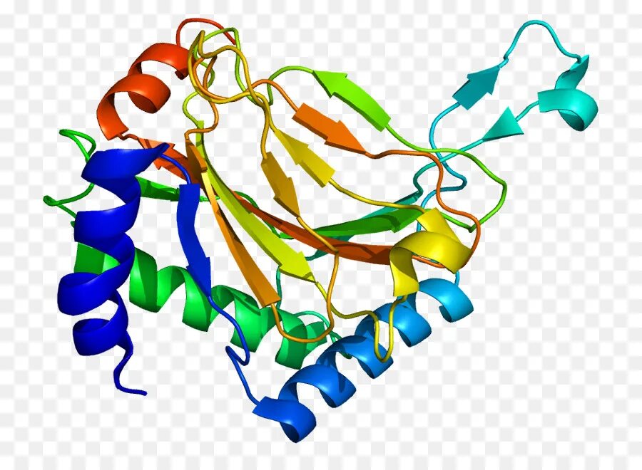 Структура белка PYMOL. Белок HIF. Hif1a ген.