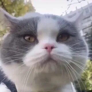 Billing cat