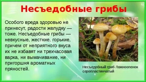 Съедобные и ядовитые грибы сообщение 7 класс