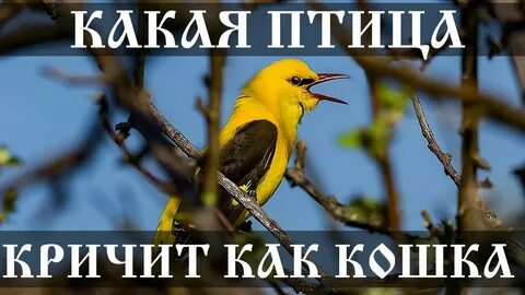 Какая птица громко кричит