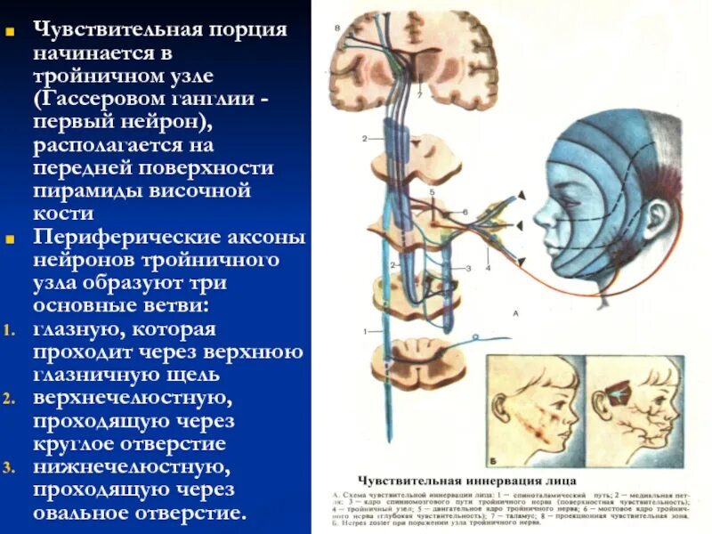 Тела чувствительных нейронов расположены в