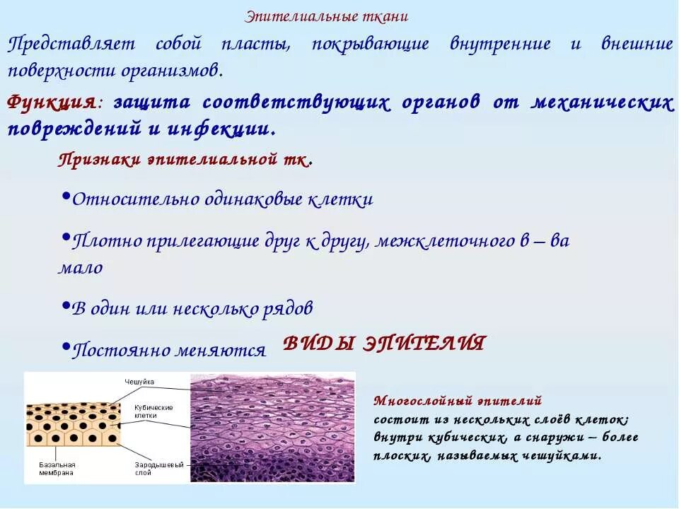 Функции эпителиальной ткани таблица. Функции эпителиальной ткани.