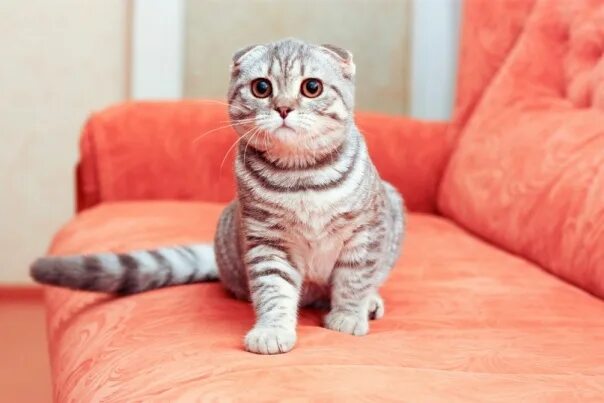 Сколько живет шотландская кошка в домашних условиях. Скоттиш фолд красный Арлекин. Скоттиш фолд Триколор. Шотландский вислоухий двухцветный кот. Шотландский вислоухий кот в возрасте.