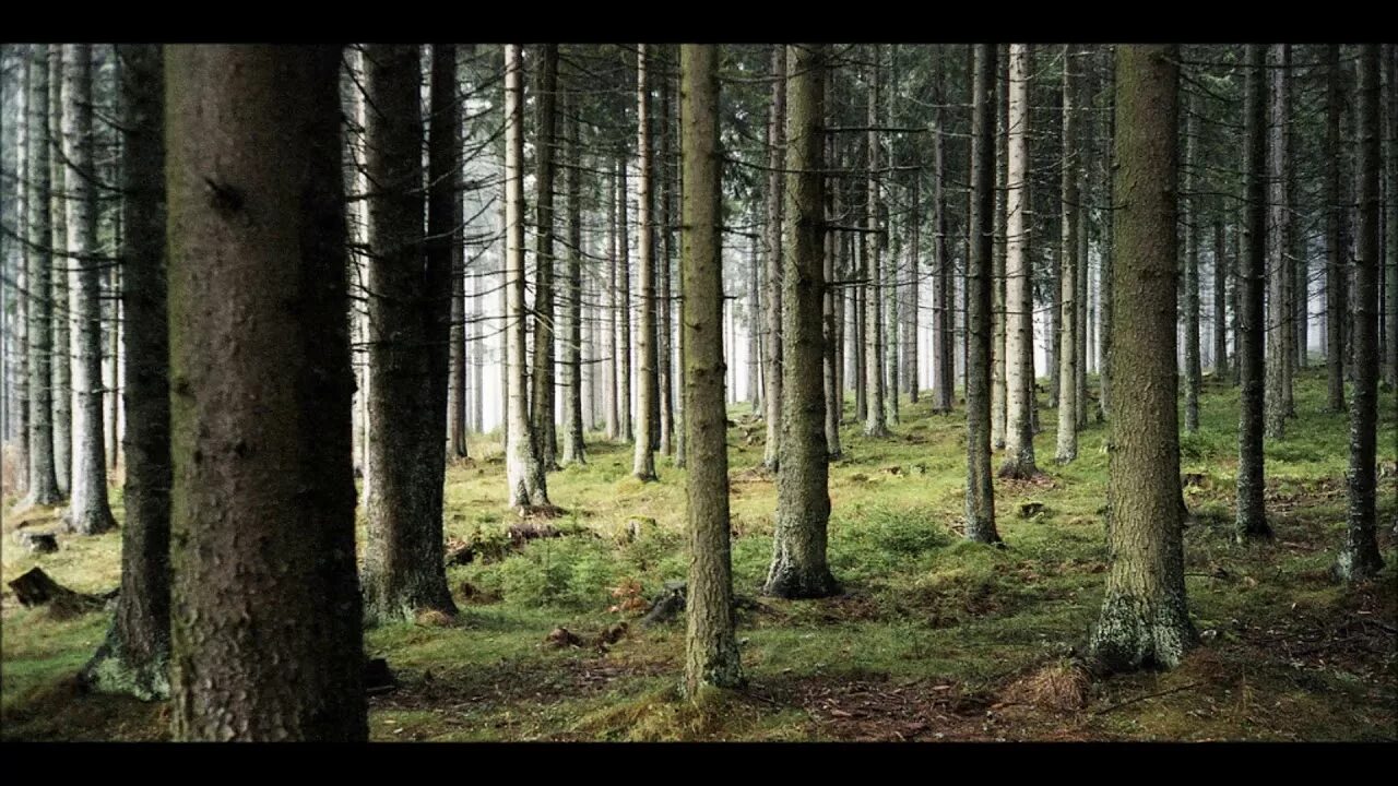 Лес хоя-бачу румыния. Тропинка к дому в лесу. Клетнянский партизанский лес. Шипел лес. Хвойные леса татарстана.