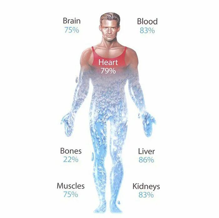 Человек на 80 процентов состоит из воды. Человек на 70 процентов состоит из воды. Чедоанк состоит из воды. Человек мостоми из воды. Есть ли в человеке вода