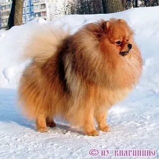 Шпиц 6 кг