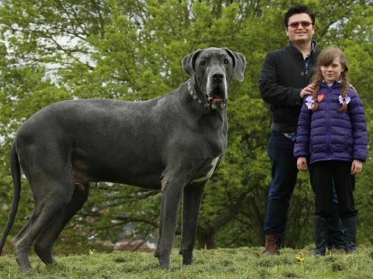 Предложение огромный пес. Самая большая собака. Самые большие собаки. Исполинская собака. Собака большого роста.