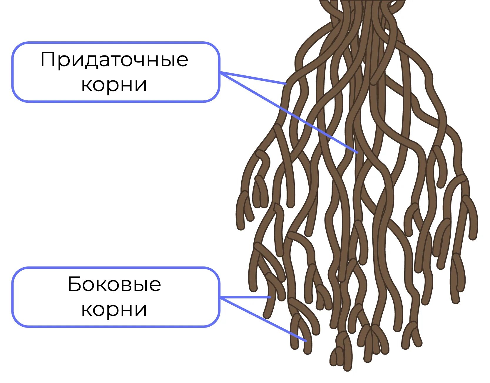 Мочковатая корневая система. Мочковатый корень. Мочковатая корневая система рисунок. Боковые корни.