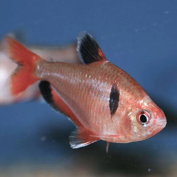 Hyphessobrycon minor stock photo. Image of minor, nature - 49064330